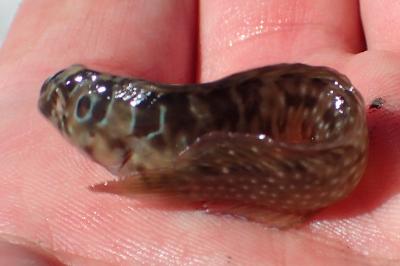 Salaria pavo