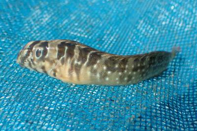 Salaria pavo
