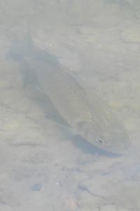 Dicentrarchus labrax