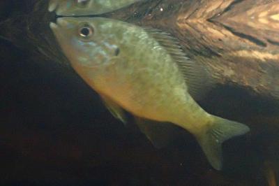 Lepomis gibbosus