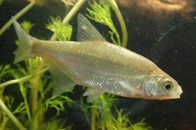 Alburnus alburnus