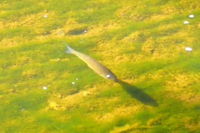 Squalius cephalus