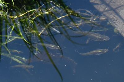 Gambusia holbrooki