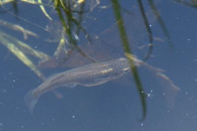Gambusia holbrooki