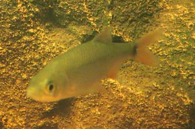 Scardinius erythrophthalmus