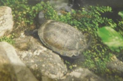 Emys orbicularis galloitalica