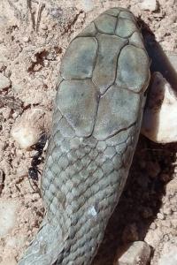 Malpolon monspessulanus