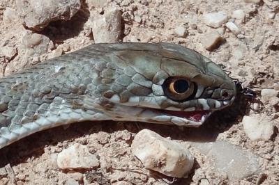 Malpolon monspessulanus
