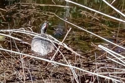Trachemys scripta