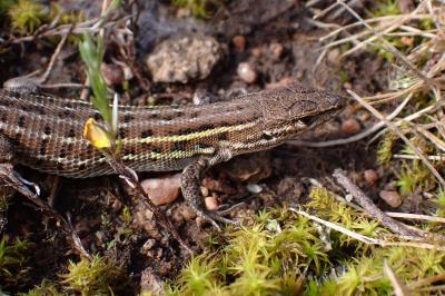 Psammodromus edwarsianus