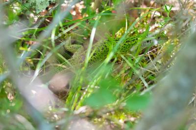 Lacerta bilineata
