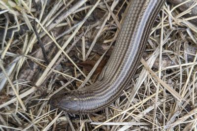 Chalcides striatus