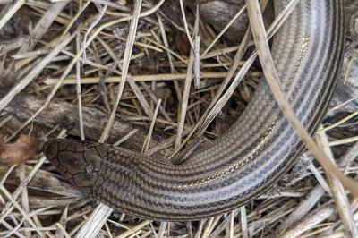 Chalcides striatus