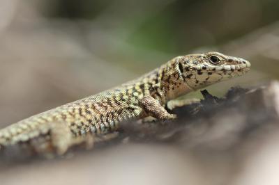 Podarcis liolepis