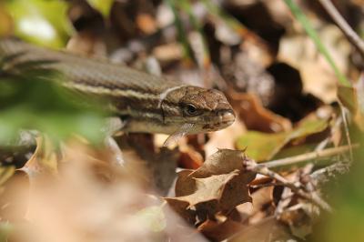 Psammodromus algirus