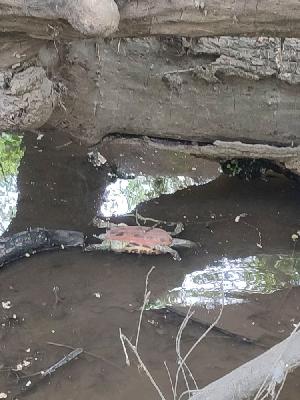 Trachemys scripta