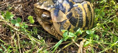 Testudo hermanni