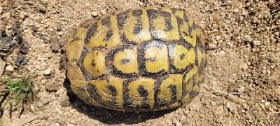 Testudo hermanni