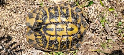Testudo hermanni