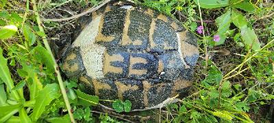 Testudo hermanni