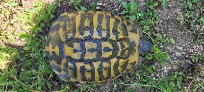 Testudo hermanni