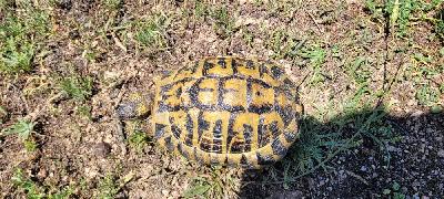 Testudo hermanni