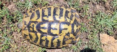Testudo hermanni