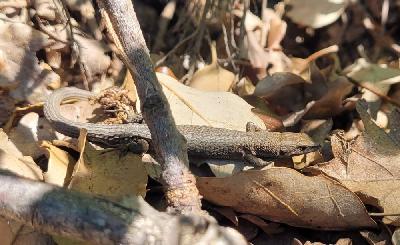 Algyroides fitzingeri