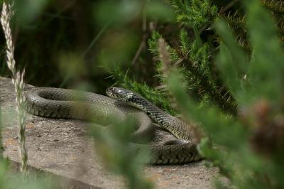 Natrix helvetica