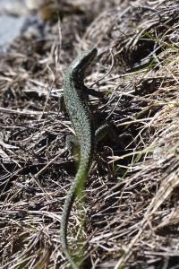 Podarcis muralis