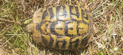 Testudo hermanni