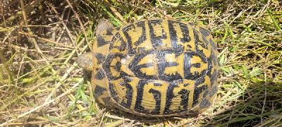Testudo hermanni
