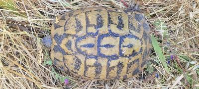 Testudo hermanni
