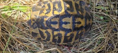 Testudo hermanni