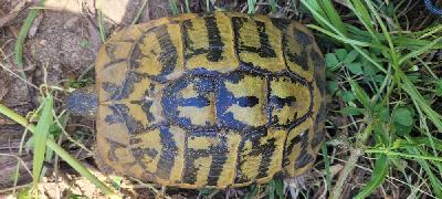 Testudo hermanni