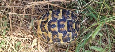 Testudo hermanni