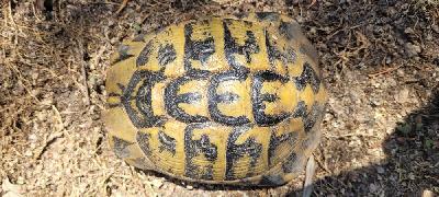 Testudo hermanni