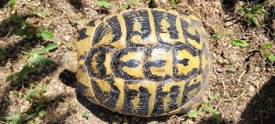Testudo hermanni