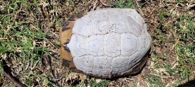 Testudo hermanni