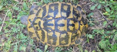 Testudo hermanni