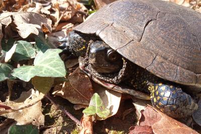 Emys orbicularis