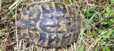 Testudo hermanni