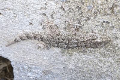 Tarentola mauritanica