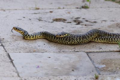 Hierophis viridiflavus