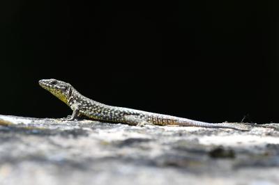Podarcis muralis