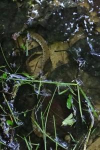 Natrix helvetica