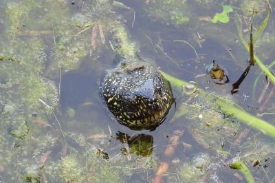 Emys orbicularis