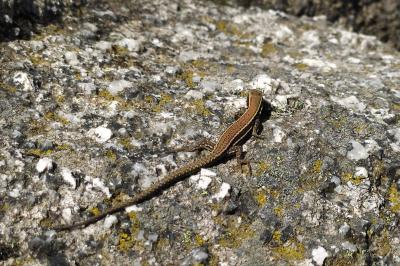 Podarcis muralis