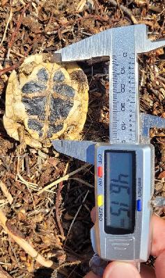 Testudo hermanni