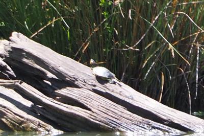 Trachemys scripta